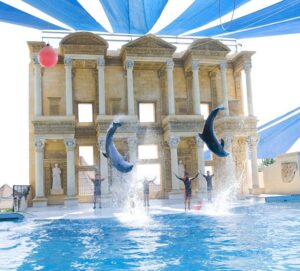 Dolphin & Seal Shows